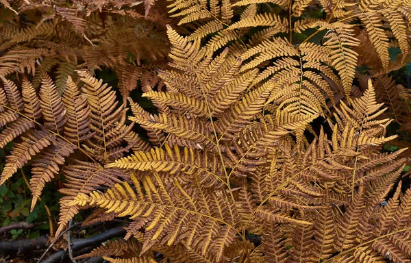 Athyrium filix-femina. — Fotografia de Stock