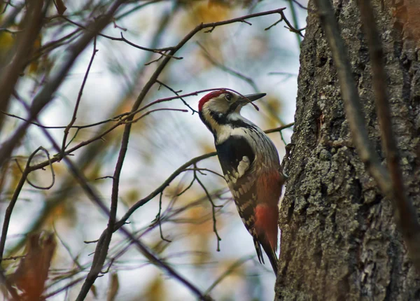 Great spotted woodpecker . — Stock Photo, Image