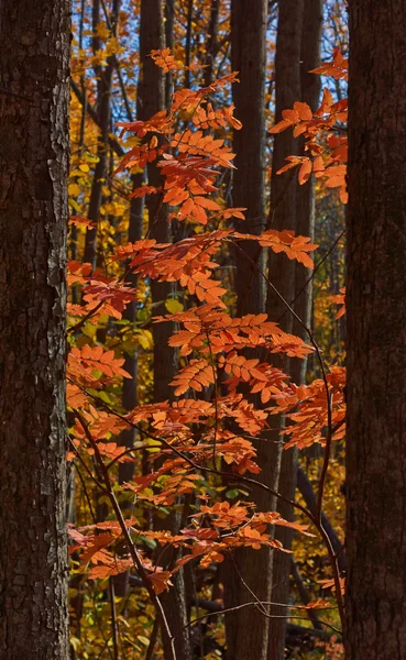 Folhas vermelhas de uma cinza de montanha na floresta de outono . — Fotografia de Stock