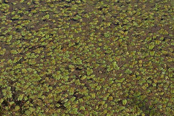 A superfície do lago florestal coberto com plantas . — Fotografia de Stock