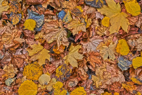 Folhas de outono na floresta de outono . — Fotografia de Stock