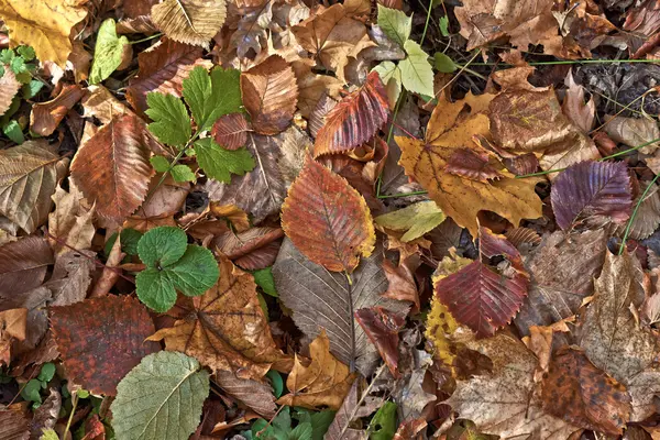 Осенние листья в осеннем лесу . — стоковое фото
