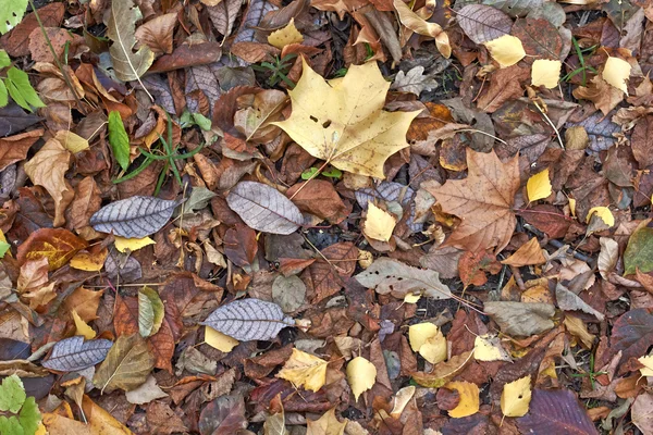 Hojas de otoño en un sendero en el bosque de otoño . —  Fotos de Stock