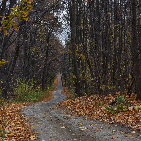 Caminho florestal sinuoso na floresta de outono . — Fotografia de Stock