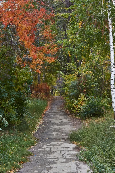 Kronkelende bospad in de herfst bladverliezende wouden. — Stockfoto