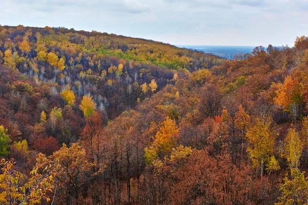 Красочные деревья в осеннем лесу. — стоковое фото