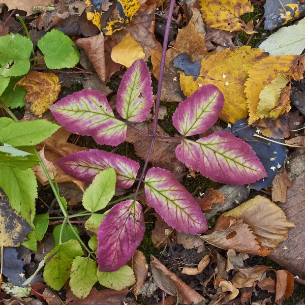 Πεσμένα φύλλα φθινοπώρου. — Φωτογραφία Αρχείου