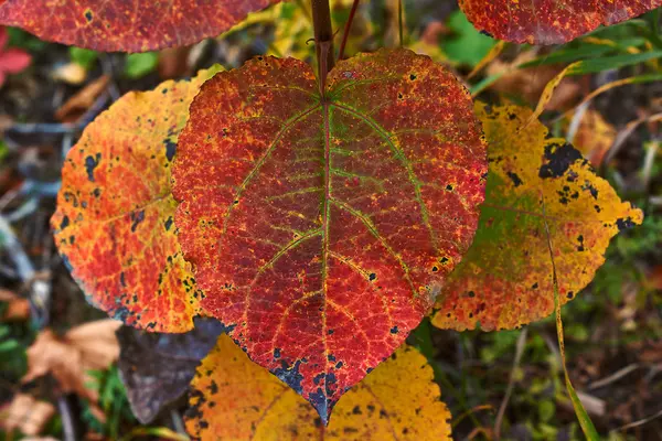 Fallen autumn leaves. — Stock Photo, Image