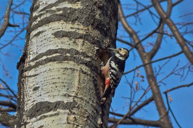 ormanda büyük benekli ağaçkakan.