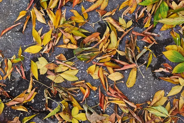 Autumn leaves cover the wet asphalt . — Stock Photo, Image