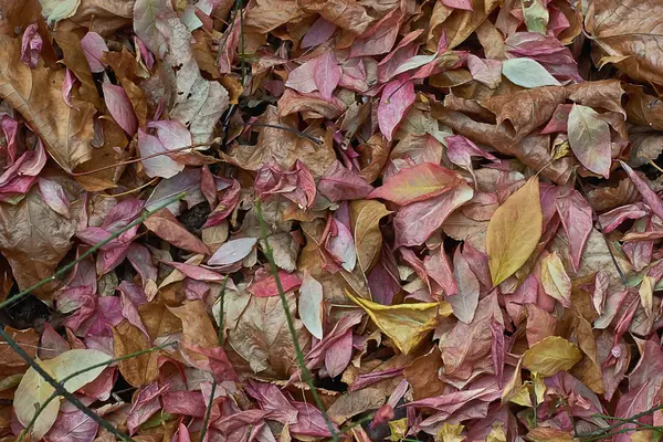 Autumn leaves   in a forest glade. — Stock Photo, Image