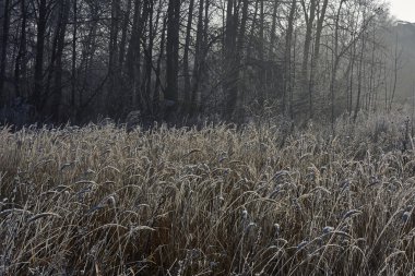 Frost ile kaplı çimen.