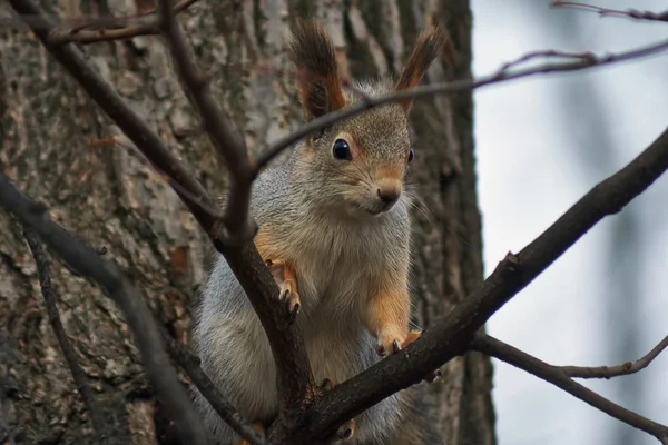 Ardilla en un bosque de pinos  . — Foto de Stock