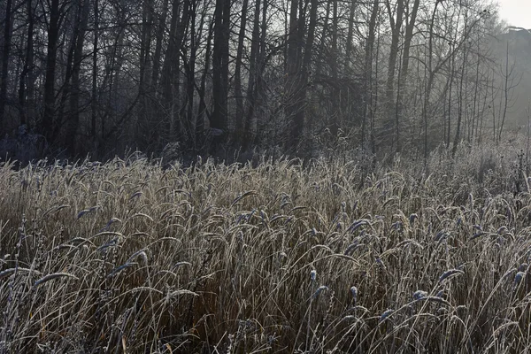 Трава покрыта морозом . — стоковое фото