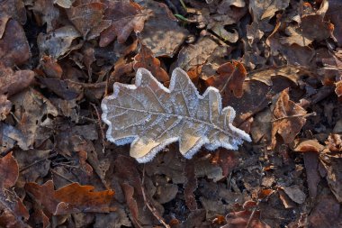 Frost ile kaplı ormanda Meşe yaprağı.