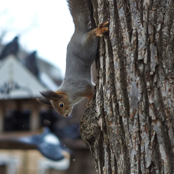 Ardilla en un bosque consigue comida . — Foto de Stock