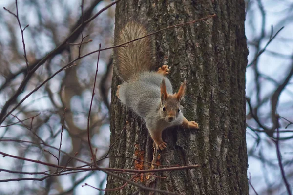 Eichhörnchen im Wald bekommt Futter. — Stockfoto