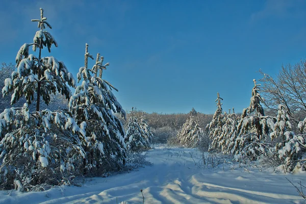 Pistas y árboles cubiertos de nieve en el bosque invernal . — Foto de Stock