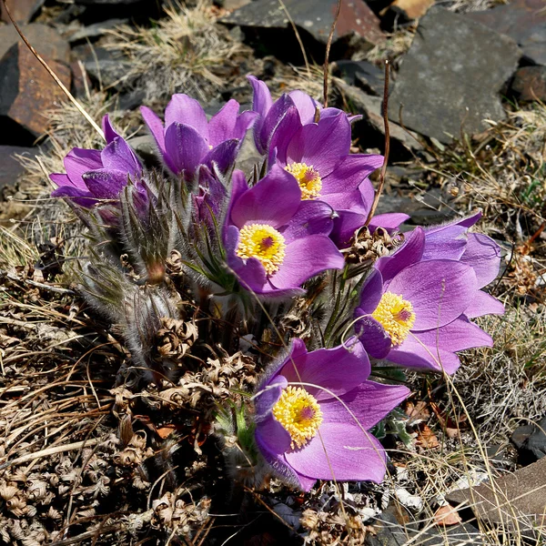 Jarní květiny v tundře. Pulsatilla vulgaris — Stock fotografie