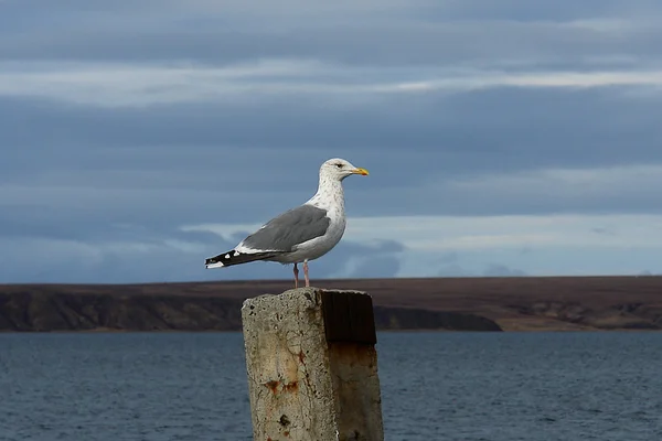 Jeune mouette  . — Photo