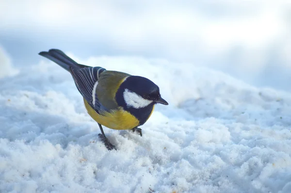 Tomtit su un albero nella foresta invernale. Parus ater . — Foto Stock