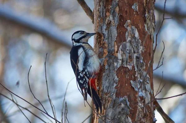 Great spotted woodpecker on trunk of aspen. — Stock Photo, Image