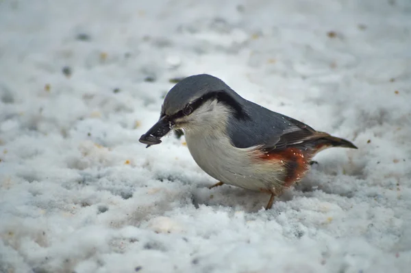 Nuthatch pássaro selvagem no fundo de uma floresta de inverno . — Fotografia de Stock