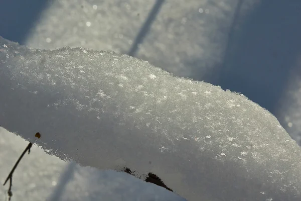 Neve fofa com grandes flocos de neve nos ramos de um inverno fo — Fotografia de Stock