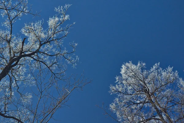 Winterhimmel mit frostbedecktem Baum. — Stockfoto