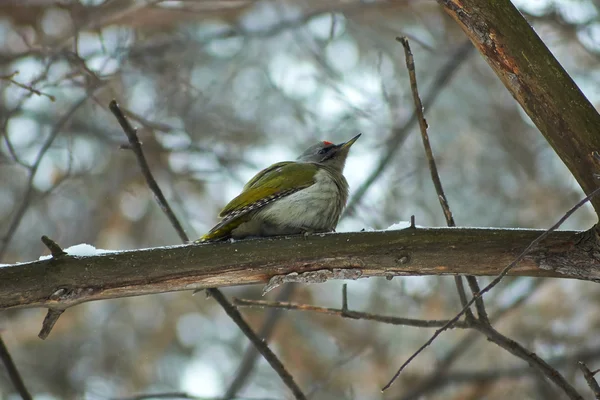 Groene specht op een achtergrond forest. — Stockfoto