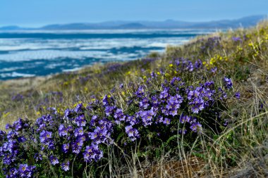Arka plan üzerine çiçek siyanoz (Polemonium racemosum)