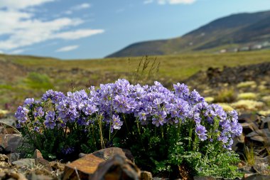 Çiçekler siyanoz (Polemonium racemosum) tundra içinde Chukot