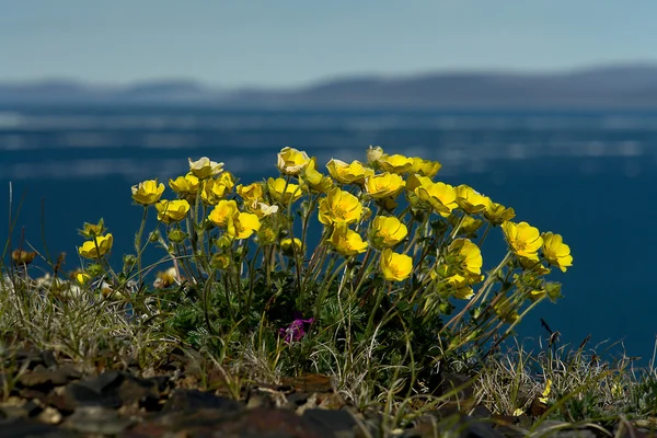 Flores Potentilla na tundra de Chukotka . — Fotografia de Stock