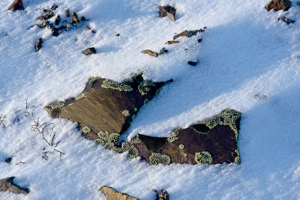 Moos auf den Felsen in der Tundra. — Stockfoto