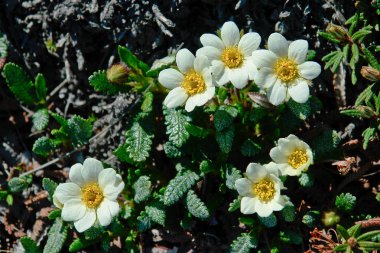 Flowers Dryads in the tundra of Chukotka. clipart