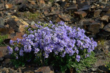 Çiçekler Benjamin Çukotka (Polemonium racemosum).