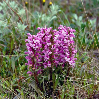 Tundra çiçekler Pedicularis.