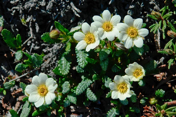 Çukotka Tundra çiçekler Dryadlar. — Stok fotoğraf