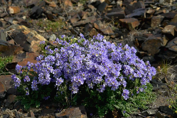 Blommor cyanos (Polemonium racemosum) i Chukotka. — Stockfoto