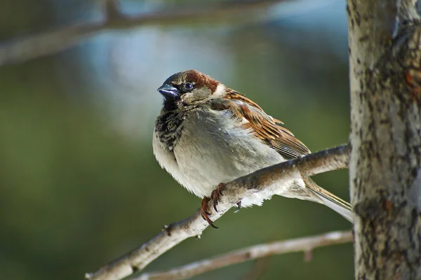 Sparrow - een regelmatige inwoner van de parken. — Stockfoto