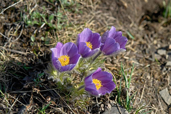 Flores de primavera na tundra. Pulsatilla vulgaris — Fotografia de Stock