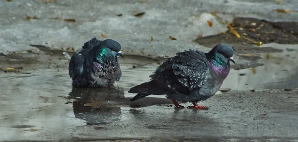 Les pigeons se baignent dans les piscines d'eau de fonte . — Photo