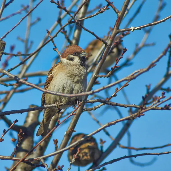 Sparrow - een regelmatige inwoner van de parken. — Stockfoto