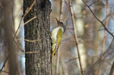 Green woodpecker  in  forest. clipart