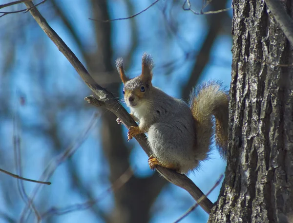 Écureuil dans la forêt de printemps. — Photo