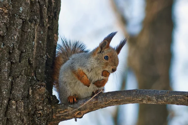 Scoiattolo nella foresta primaverile. — Foto Stock