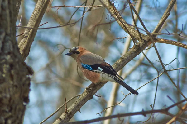 Jay op een boomtak in voorjaar bos. — Stockfoto