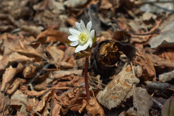 Anemone nemorosa w lesie, wiosna. — Zdjęcie stockowe