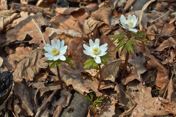 Anemone nemorosa в весеннем лесу . — стоковое фото