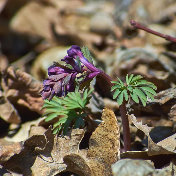 Corydalis solida. The first shoots of spring. — Stock Photo, Image